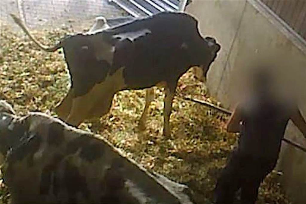 Geschockte Richterin fragt im Mecke-Prozess: „Können Sie das erklären?“ Einer der Verdächtigen sticht mit einer Mistgabel auf eine Kuh ein.