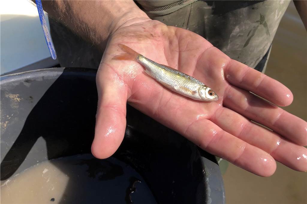 Biologen retten über 1000 Fische und Muscheln aus der trockengelegten Berkel Einer von über 1000 geretteten Fischen: Florian Kreische zeigt ein Rotauge.