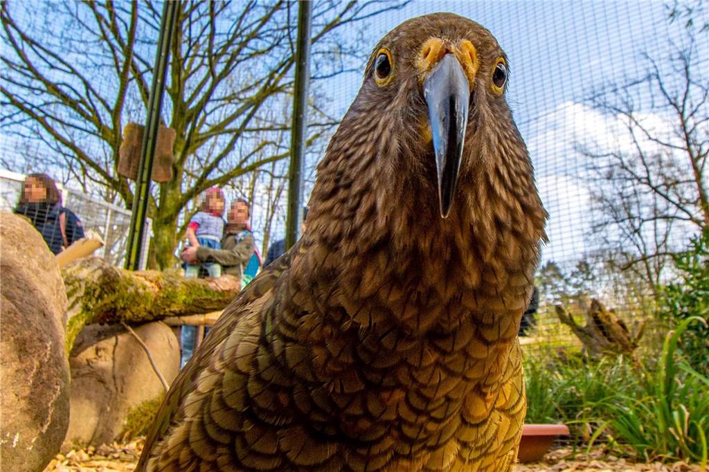 Ein Kea-Weibchen im Papageienhaus.