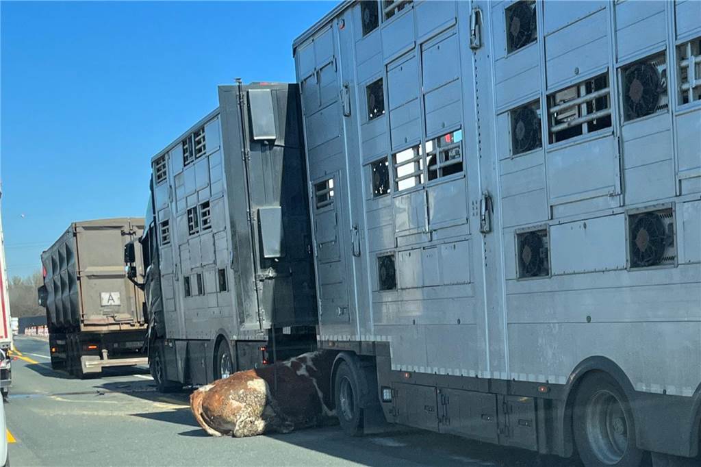 Rind nach Transporterunfall eingeschläfert – A1 stundenlang gesperrt Auf der Autobahn 1 bei Unna liegt nach einem Unfall ein Rind zwischen einem Viehtransporter und einem Anhänger.