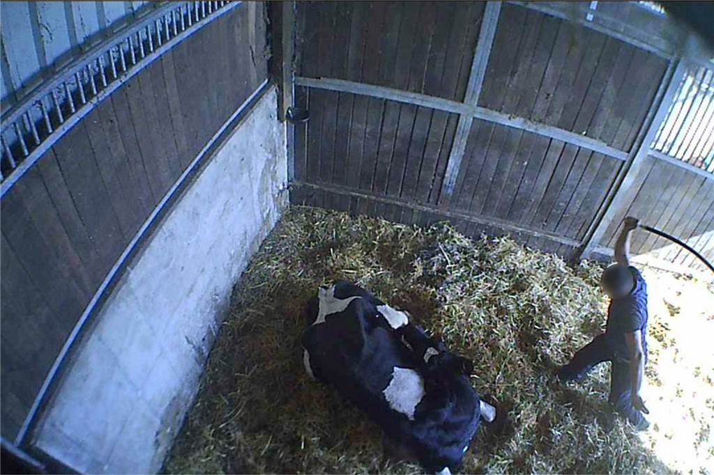Eines der schlimmen Bilder zeigt, wie ein Mann auf ein am Boden liegendes Rind einschlägt.
