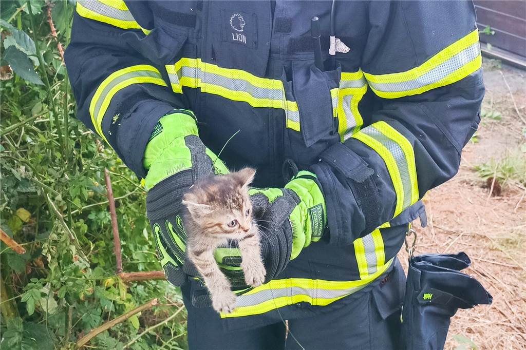 Verzweifelte Katzenmama sucht ihre Babys – Feuerwehr hilft mit Spezial-Gerät Eines der zwei Kätzchen, die die Feuerwehr aus einem Garten in Dortmund-Hombruch befreit hat.