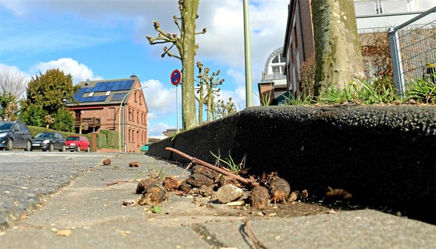 Hundekot: Anwohner fordert klare Ansage für Halter Einfach nur ekelig ist das Bild, das sich den Bewohnern der Goerdelerstraße bietet. Auf dem Grünstreifen, dem Bürgersteig und an der Straße liegen die Tretminen herum.