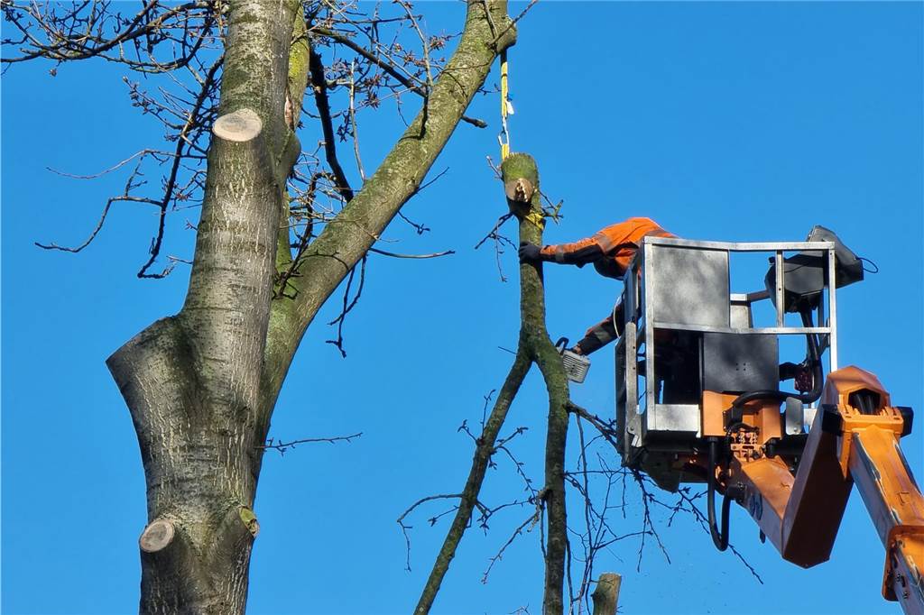 40 Jahre alte Pappel gefällt: Bült-Freizeitzentrum wird umgestaltet Einige Äste der Pappel mussten abgeseilt werden, damit sie nicht auf dem Nachbargrundstück landen.