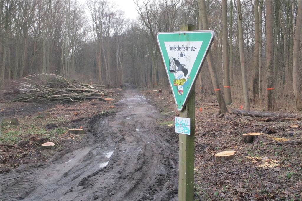 Baumfällungen an Kamener Straße für IGA27: Landschaftszerstörung im Landschaftsschutzgebiet Einige Bäume sind an der Kamener Straße bereit gefällt worden.