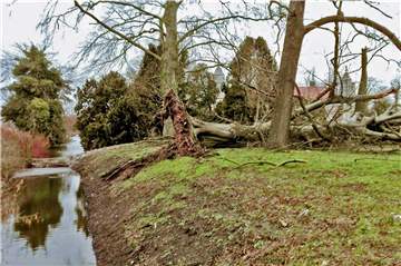 Einige der älteren Bäume auf dem Gelände des Schlossparks Westerwinkel konnten dem Sturmtief am Wochenende nicht standhalten.