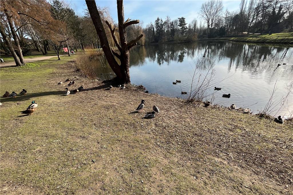 Aggressive Tier-Fütterer: 6-Jährige traut sich nicht mehr zum Stadtsee Enten am Stadtsee in Werne