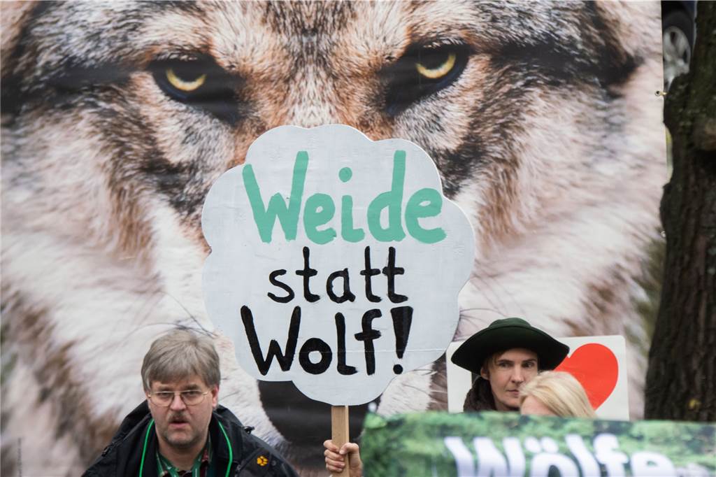 Berechtigte Angst oder „Rotkäppchen-Märchen“: Die hitzige Debatte um den Wolf Einige Landwirte sehen ihre Tierbestände von den Wölfen bedroht.