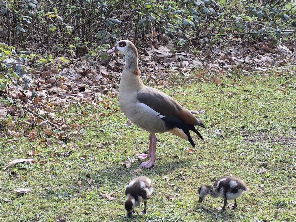 Einige süße Tiere und bunte Blüten hat Dennis im Rombergpark gesichtet.