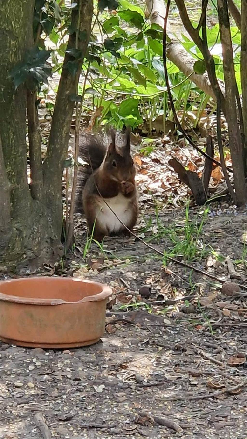 Einige süße Tiere und bunte Blüten hat Dennis im Rombergpark gesichtet.