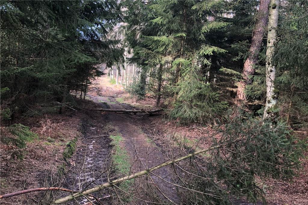 Debatte um illegale Mountainbike-Strecken erregt die Gemüter in Haltern Einige Wege sind scheinbar absichtlich versperrt worden.