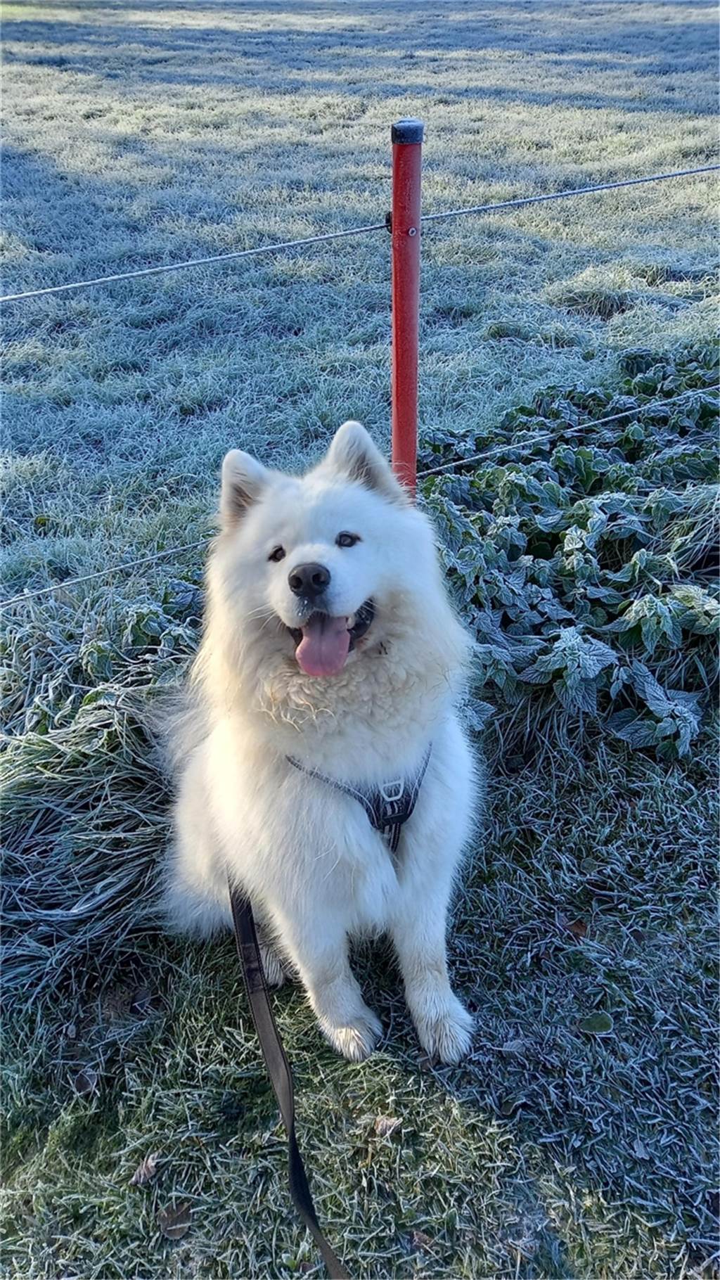 Weißer Hund im Winter