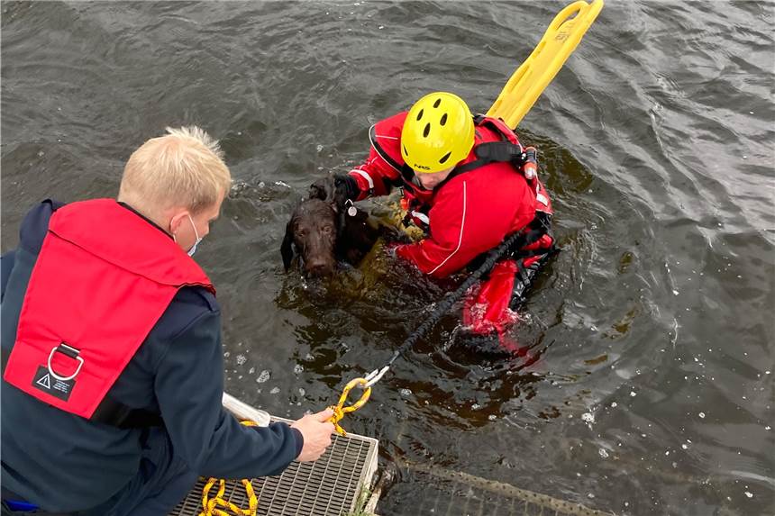 Jagdhund springt in Ruhr, schafft es aber nicht mehr an Land - Rettungseinsatz Einsatzkräfte der Feuerwehr retten einen Hund aus der Ruhr. Die Jagd auf einen Wasservogel in der Ruhr in Hattingen wäre einem Hund beinahe zum Verhängnis geworden.