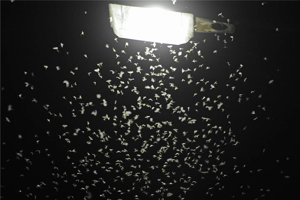 Beleuchtete Wege im Kleingarten? Mehr Sicherheit oder Lichtverschmutzung? Eintagsfliegen schwirren unter einer Straßenlaterne. Die Aufhellung des Nachthimmels durch künstliche Lichtquellen wird als Lichtverschmutzung bezeichnet