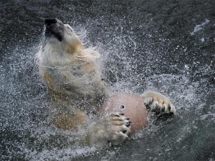 Vier Pranken und ein Ball: Spielzeug für Eisbären Eisbär Kap spielt mit seinem neuen Spielzeug. Foto: Carsten Rehder