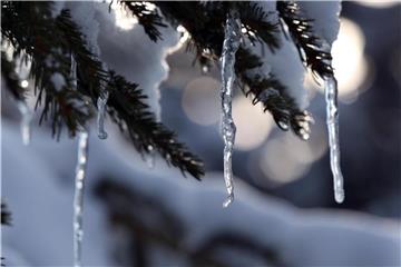 Eiszapfen hängen von den Zweigen eines Nadelbaumes. Zumindest meteorologisch ist am 1. März Frühlingsanfang. Foto: Karl-Josef Hildenbrand