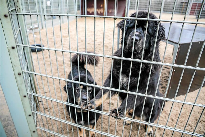 Verwaltung lehnt Steuerrabatt für Tierheim-Hunde ab Elf Hunde leben aktuell länger als ein halbes Jahr im Dortmunder Tierheim.