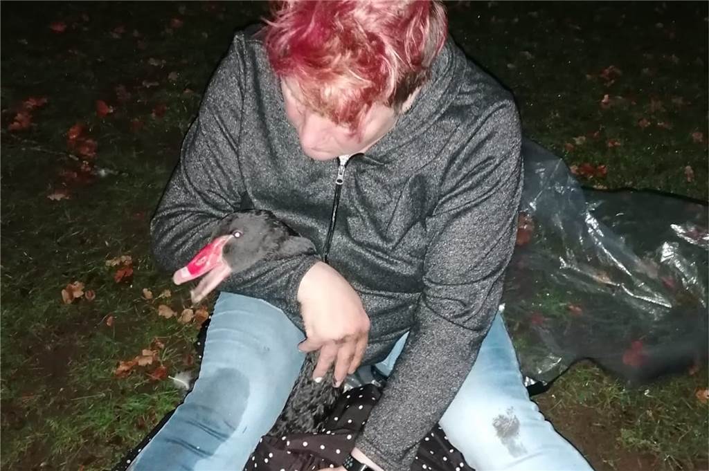 Mutiger Einsatz: Ahauserin rettet jungen Schwan vor Tod durch Angelschnur Elke Kolbe wickelte den Schwan in ihre Jacke und wartete insgesamt rund eine Stunde bei Kälte und Regen im Schlossgarten auf Hilfe.