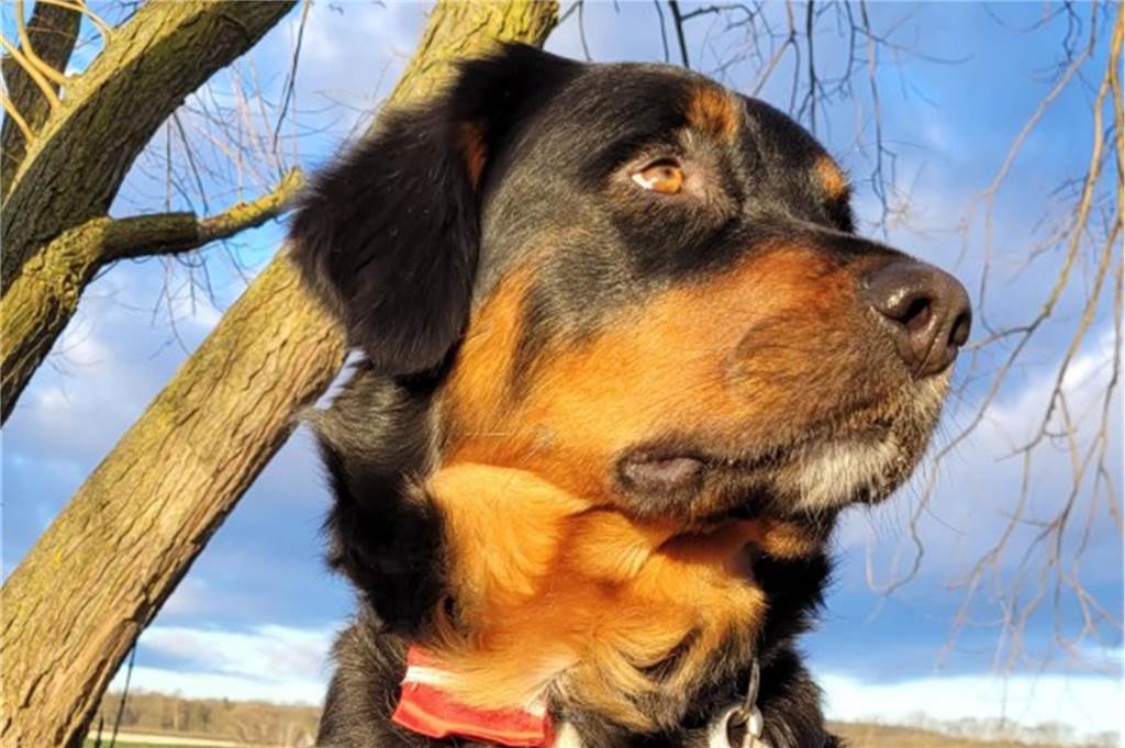 Ein Hund schaut in die Ferne.