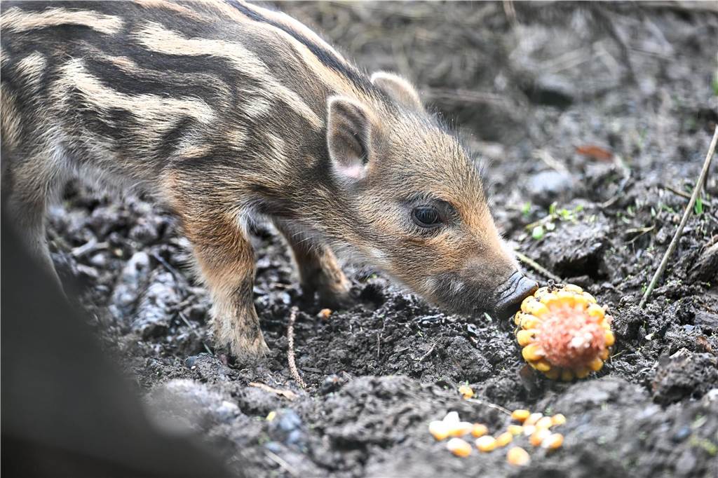 Werden Wildschweine, Waschbären und Co. auch bei uns zum Problem? Ein Frischling, der Mais frisst.
