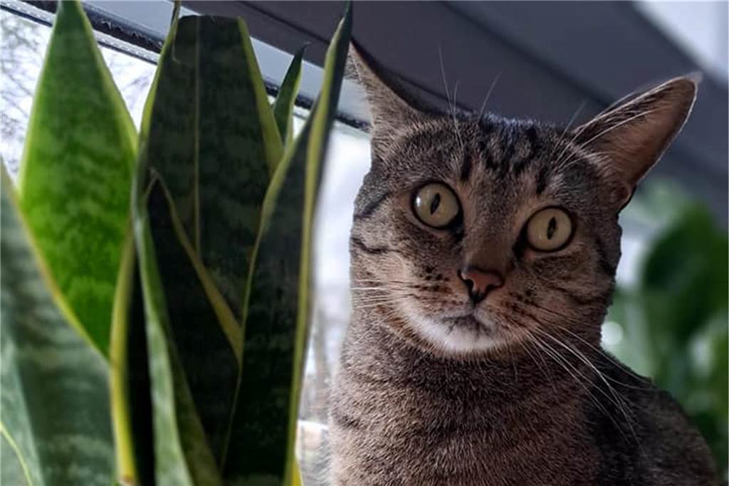 Ein Kater sitzt auf der Fensterbank.