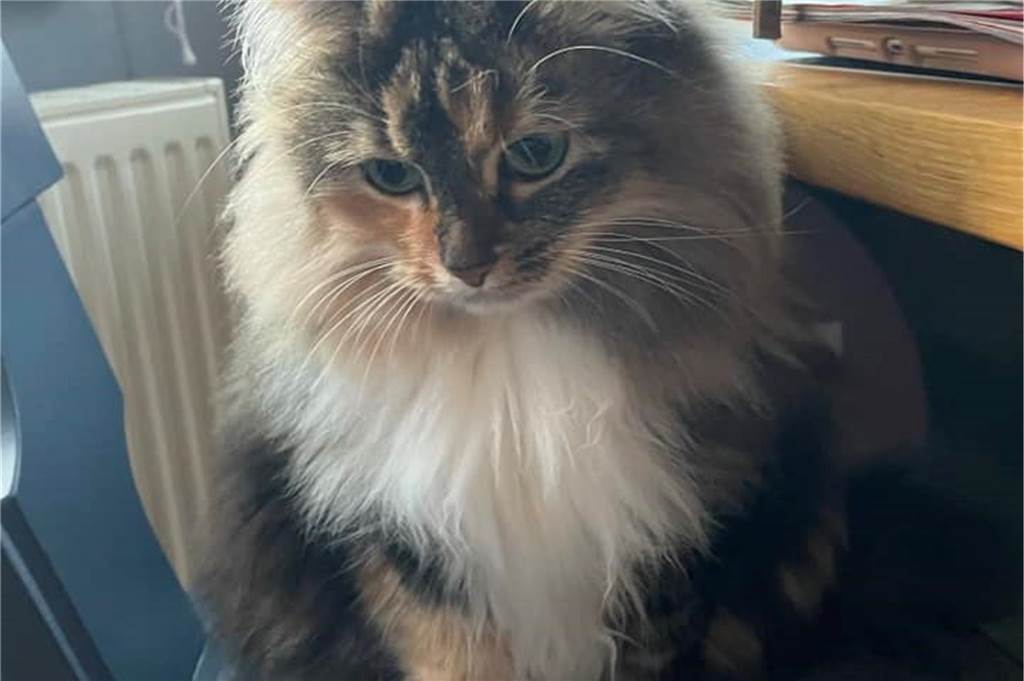 Eine Katze schaut gedankenverloren nach unten.