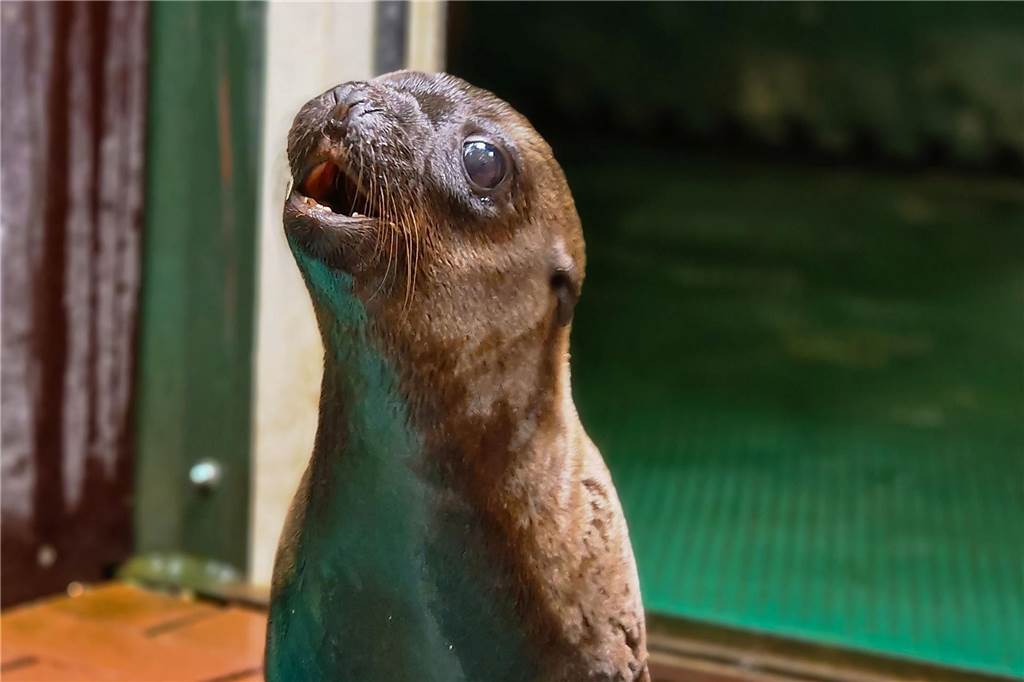 Dortmunder Zoo - Die süßesten Tierbabys 2023: Niedlichkeit im Übermaß Kalifornischer Seelöwe Zoo Dortmund Baby Nachwuchs Emil Augen