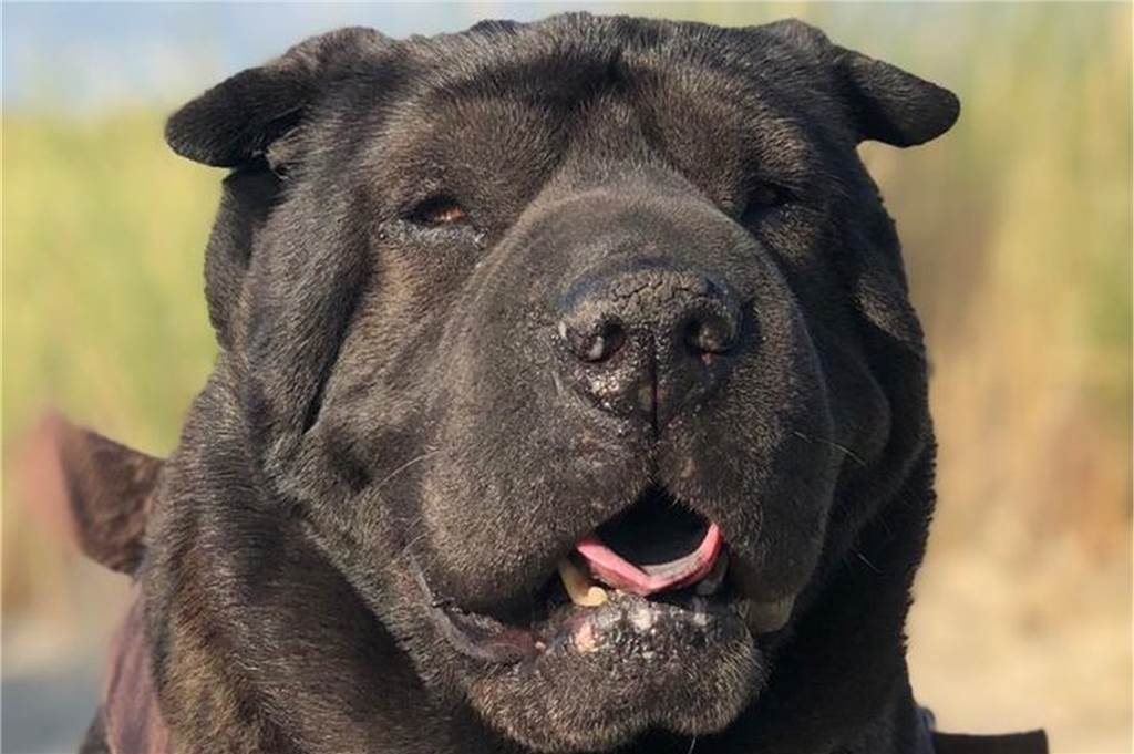 Shar-Pei-Dame Emma liebt ihre Familie und ihr Zuhause über alles Emma ist ein Shar-Pei. Mit ihrem kräftigen Hals und dem dunkelbraunen Fell erinnert sie ihre Halter an eine Bärin.