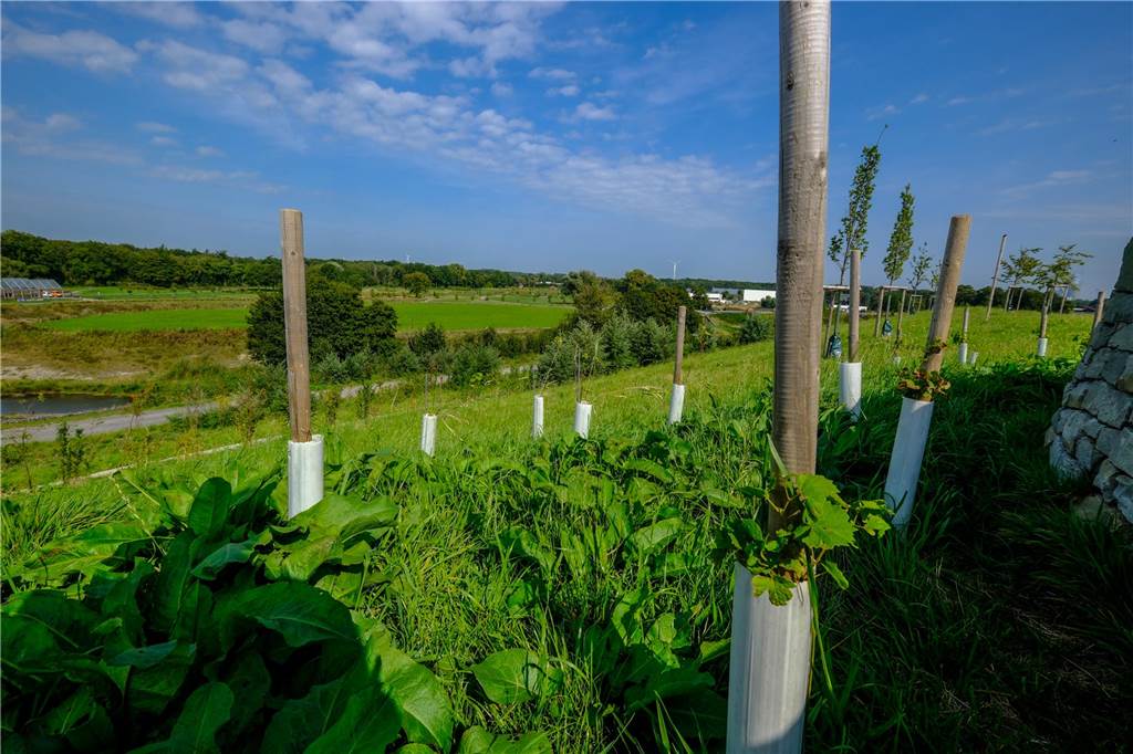 „Chateau d’Emscher“: Weinanbau in der Region hat gerade erst begonnen Emscherland: Die ersten Rebstöcke sind längst da.