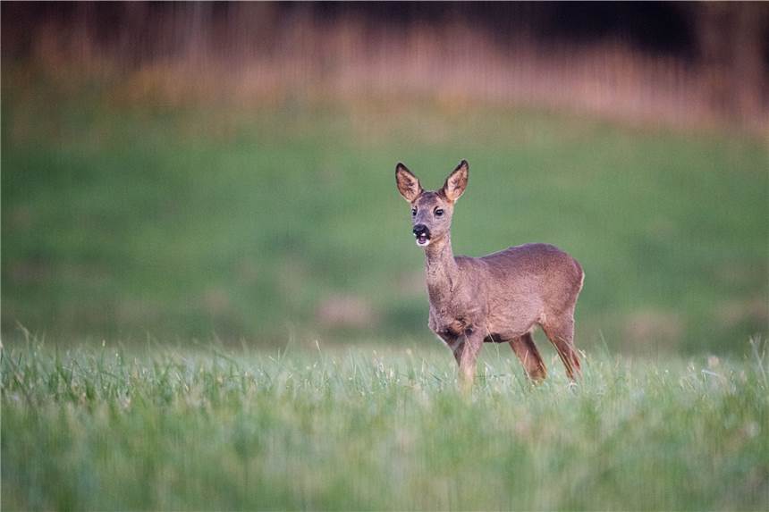 Jagdwilderei: Reh mit Kleinkaliber beschossen und zurückgelassen Ende Februar schoss ein Unbekannter in Legden auf ein Reh. Es musste anschließend erlegt werden.
