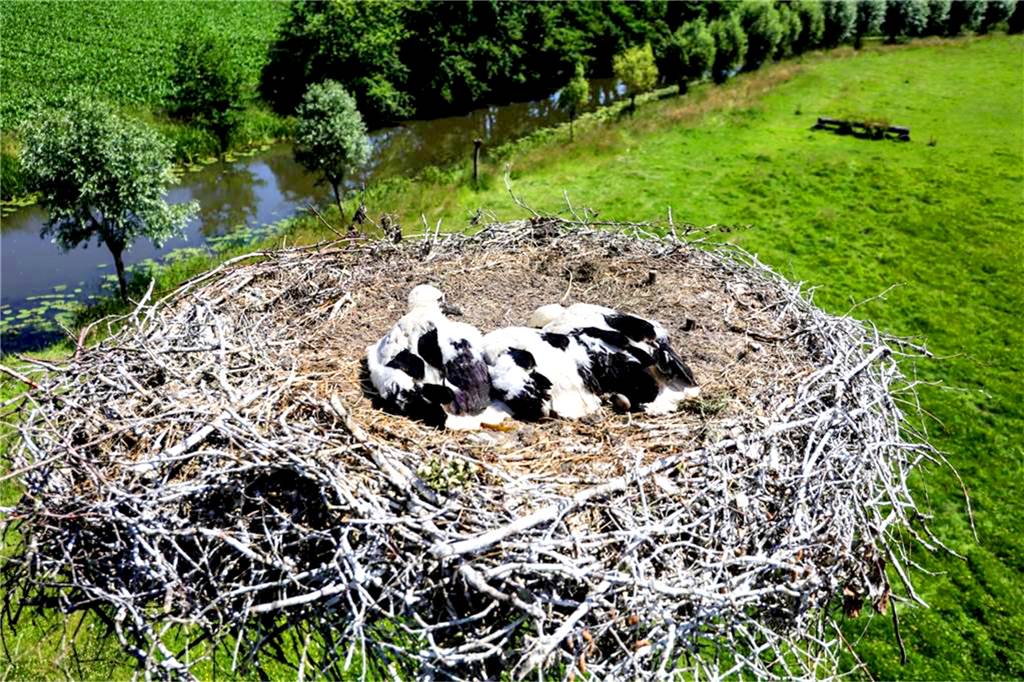Eng zusammengekuschelt und an den Nestboden gekauert beäugen die drei Storchengeschwister hier den Fotografen. Die knapp sechs Wochen alten Jungvögel können das Nest noch nicht verlassen. Auch ihre Schnäbel haben noch nicht charakteristische rote Farbe. Bis Mitte August werden sie wohl noch in Alstätte leben, bevor sie sich auf den Weg ins Winterquartier machen.