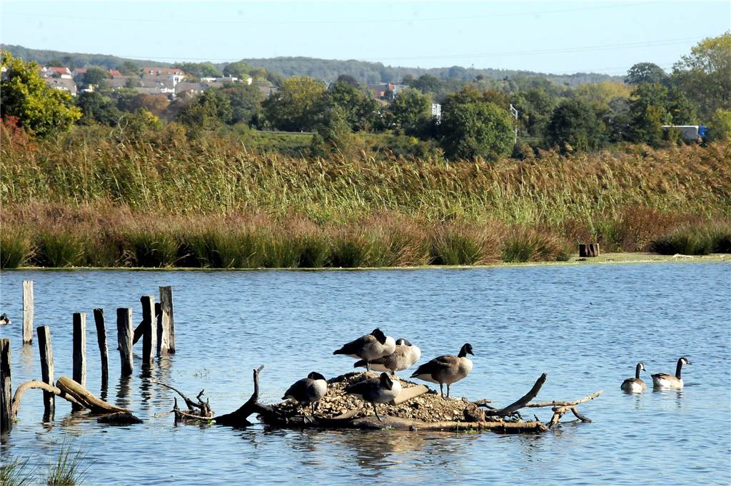 Röllingwiese geflutet: Wasserwerke geben der Ruhr ihr Wasser zurück Enten, Gänse und andere Wasservögel haben die wieder geflutete Röllingswiese in Westhofen im Handumdrehen zurückerobert.