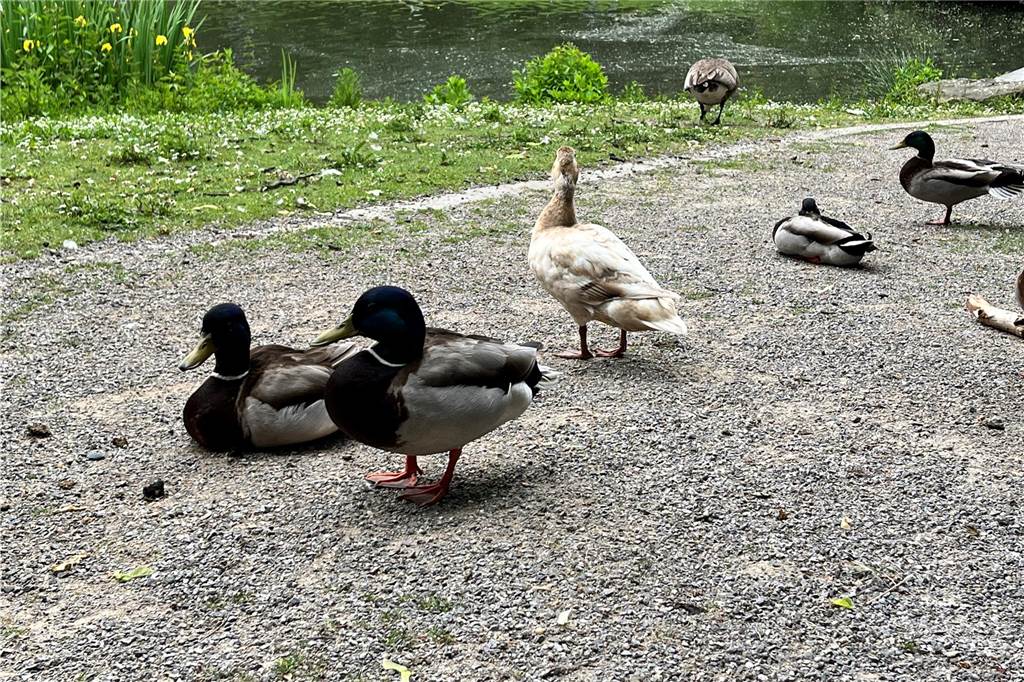 Stadtpark liegt in deutschlandweitem Vergleich auf Platz 689 Enten sitzen im Stadtpark von Werne.