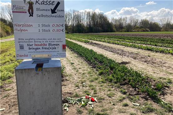Ärger auf Lüner Blumenfeld: Gepflückte Tulpen achtlos auf Boden geworfen
