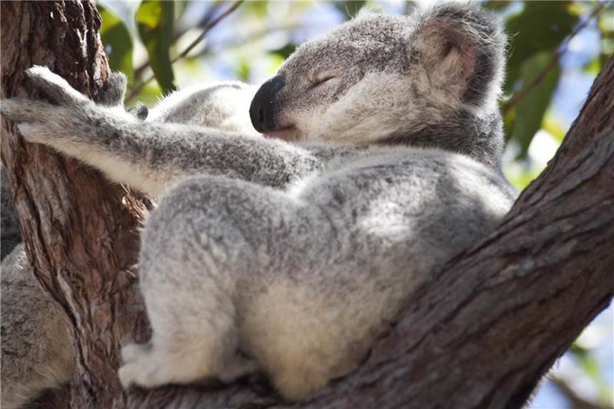 Koalas in Australiens Südosten könnten bis 2050 verschwinden Er nimmt es ganz gelassen: Ein Koala döst auf der australischen Insel Magnetic Island auf einem Baum. Foto: Daniel Naupold