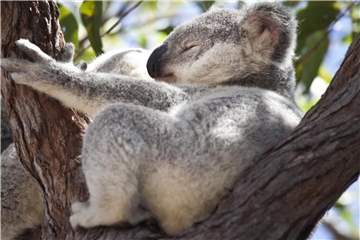 Er nimmt es ganz gelassen: Ein Koala döst auf der australischen Insel Magnetic Island auf einem Baum. Foto: Daniel Naupold