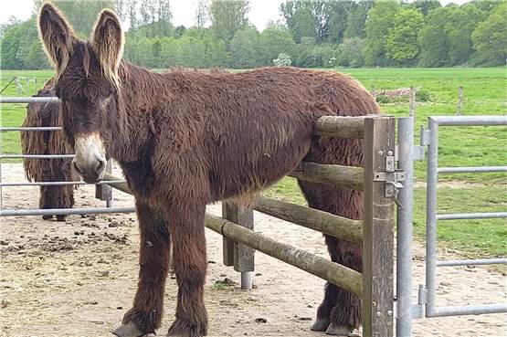 Steveraue Olfen: Feuerwehr muss liebestollen Poitou-Esel befreien