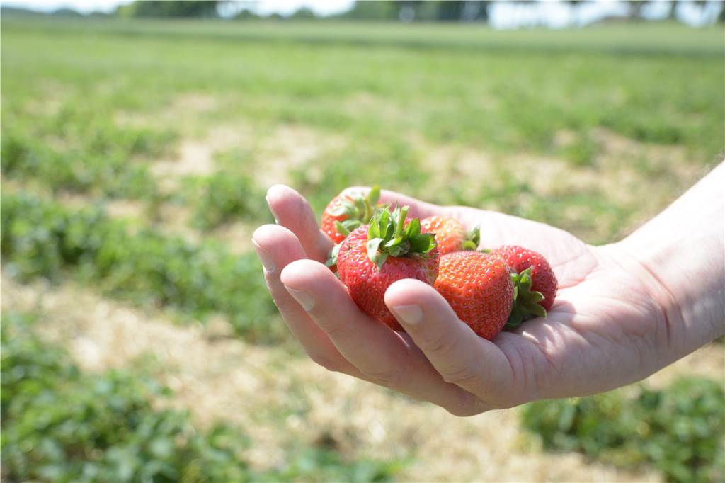 Eichenprozessionsspinner neben Erdbeerfeld: Selbstpflücker äußern ihre Bedenken Erdbeeren können die Bürger noch bis zum Wochenende auf dem Feld an der B54 pflücken.