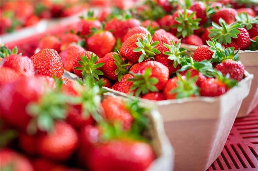 Erdbeeren billiger: Pflanzen tragen reichlich Früchte Erdbeeren stehen zum Verkauf bereit. Foto: Guido Kirchner/Archiv