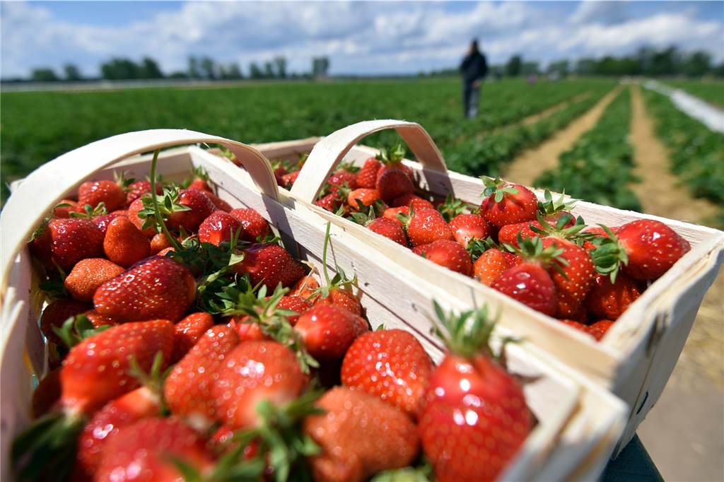 Erdbeeren pflücken in Dorsten: Hier gibt es die roten Beeren zu kaufen Körbe mit Erdbeeren