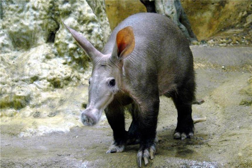 Zoo Frankfurt trauert um Erdferkel Elvis Erdferkel Elvis war beim Publikum sehr beliebt. Foto: Zoo Frankfurt