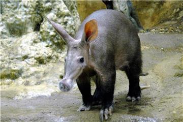 Erdferkel Elvis war beim Publikum sehr beliebt. Foto: Zoo Frankfurt