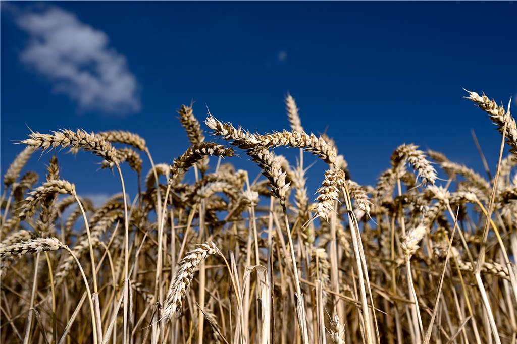 Selmer Ortslandwirt blickt sorgenvoll auf die Folgen des Ukraine-Kriegs Erntereifer Weizen - dieses Bild wird es wohl dieses Jahr in der Ukraine nicht geben. Dabei wird das Land als „Kornkammer Europas“ bezeichnet, doch der Krieg verhindert, dass die Landwirte säen können.