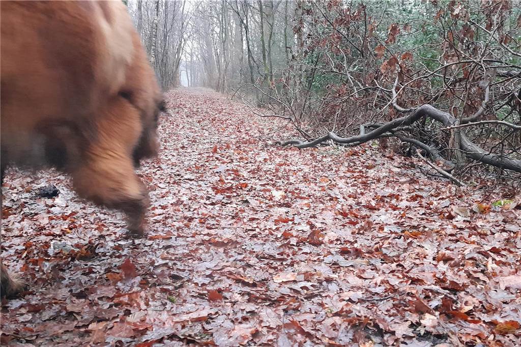 Erst auf der zweiten Wegeshälfte geht es direkt in den Wald, der mit seinem großen Eichenbestand weit und breit seinesgleichen sucht. 
