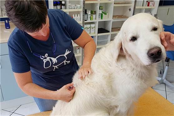 Corona-Impfung beim Tierarzt? So finden örtliche Veterinäre die Idee