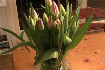 Erst im Fernsehen, dann im Wohnzimmer: Ein Strauß Tulpen. 