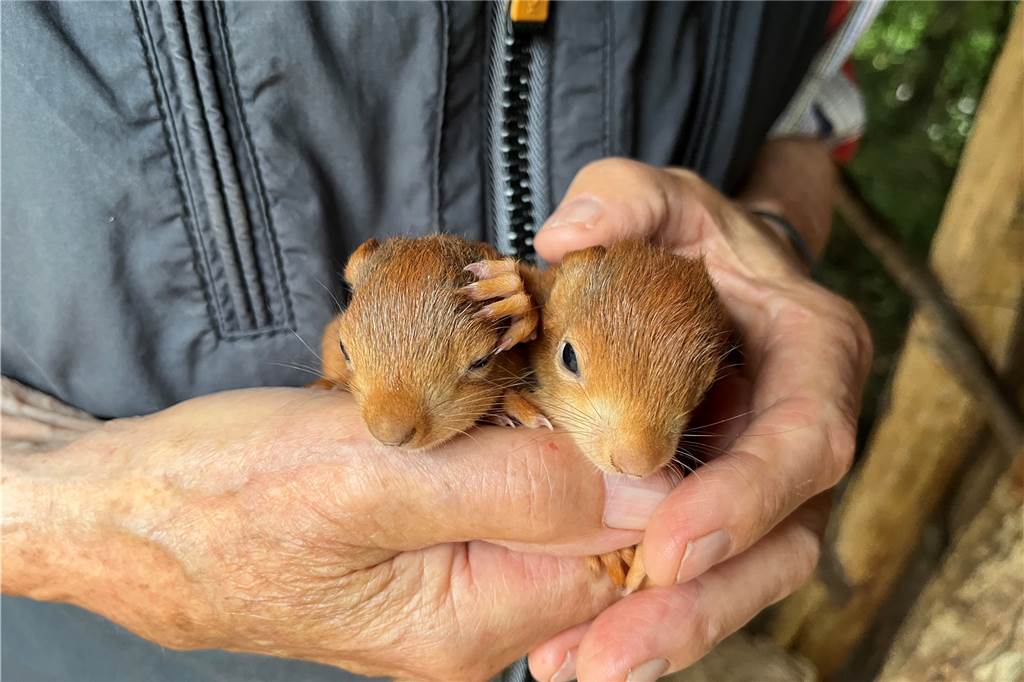 Mit Video: Wildes Eichhörnchen „Hansi“ begeistert Ottensteiner Züchter Erst vor sechs Wochen kamen die jungen Eichhörnchen zur Welt.