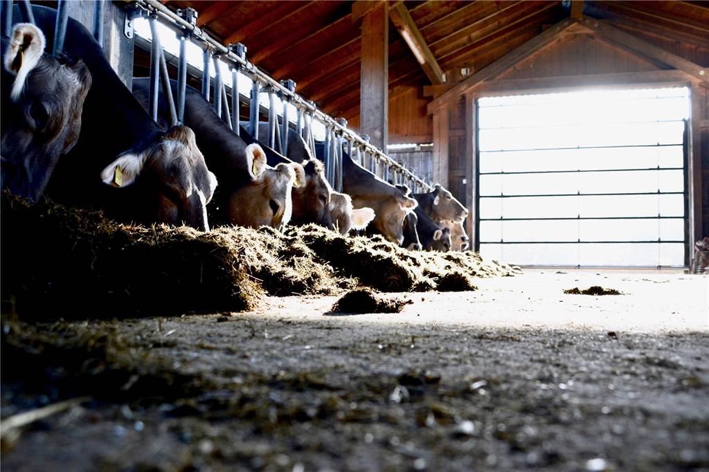Wegen Virus: Zwangsschlachtung von über 1500 Rindern Erst wenn der Kreis durch den Fachbereich „Tiere und Lebensmittel“ die betreffenden Standorte und Stallungen nach der Reinigung und Desinfektion überprüft und abgenommen hat, ist wieder eine Nutzung möglich.