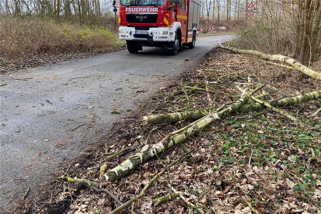 So war der stürmische Sonntag in Dorsten und den Nachbargemeinden Erste Vorboten von Sturmtief Sabine haben am Sonntagmorgen zwei Birken am Hammer Weg umstürzen lassen.