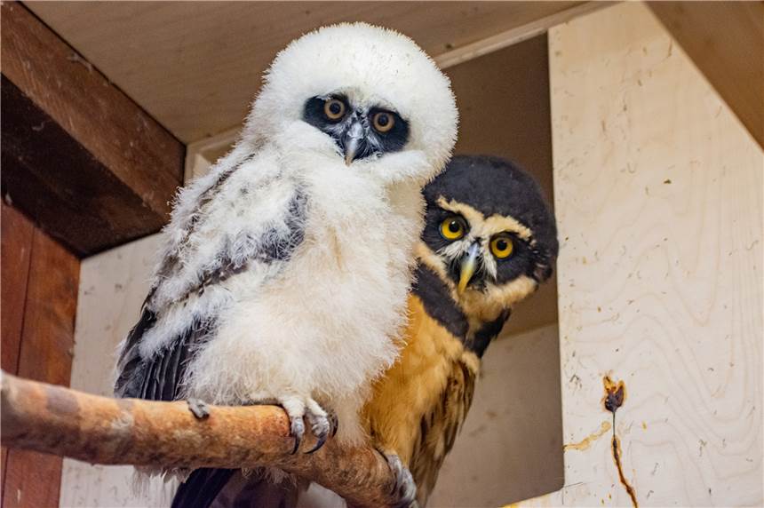 Erstmals ist im Zoo Dortmund eine Nachzucht eines Brillenkauzes gelungen. Hier sitzt das weiße Jungtier neben seiner Mutter.